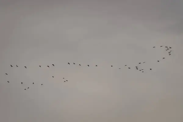 Вибіркова Фотографія Фокусу Зграя Звичайних Кранових Птахів Летять Небі Ліцензійні Стокові Фото