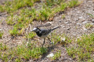 Seçici odak fotoğrafı. Beyaz kuyruklu kuş, Motacilla alba.