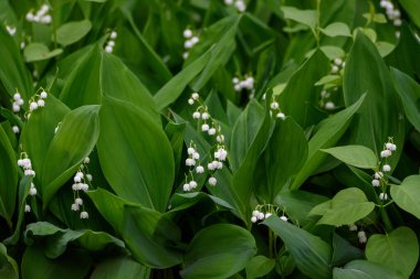 Seçici odak fotoğrafı. Vadideki Lily, Convallaria Majalis çiçek açıyor..