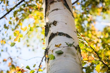 Seçici odak fotoğrafı. Ağaç, sonbahar mevsimi.