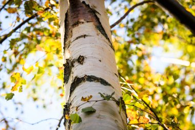 Seçici odak fotoğrafı. Ağaç, sonbahar mevsimi.