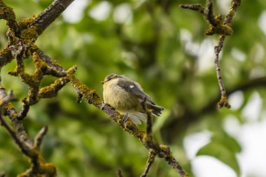 Selective focus photo. Young blue tit bird, Cyanistes caeruleus.