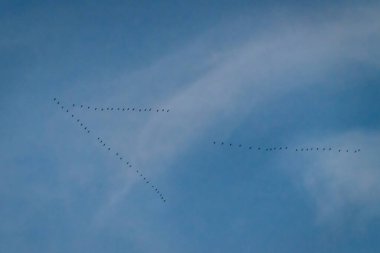 Seçici odak fotoğrafı. Gökte uçan kaz sürüsü..