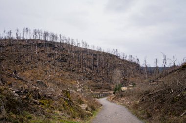 HRENSKO, CZECH Cumhuriyet. 30 Mart 2025. Dağlarda yanmış ağaçlar olan Pravciska Brana vadisi. Pravciska brana Çek Cumhuriyeti 'nin Bohemian İsviçre' sinde bulunan dar bir kaya formasyonudur..