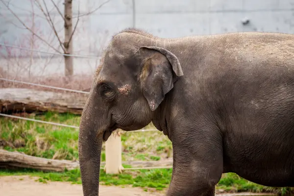 PRAG, ÇEK CUMHURİYETİ. 29 Mart 2025. Prag hayvanat bahçesindeki fil vadisinde Hint filleri..