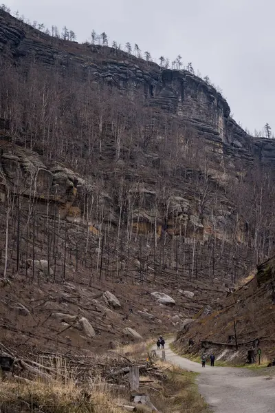 HRENSKO, CZECH Cumhuriyet. 30 Mart 2025. Dağlarda yanmış ağaçlar olan Pravciska Brana vadisi. Pravciska brana Çek Cumhuriyeti 'nin Bohemian İsviçre' sinde bulunan dar bir kaya formasyonudur..