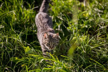 Gri kedi çayırda yürüyor.