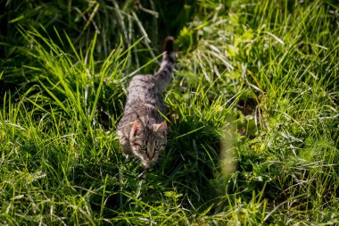Gri kedi çayırda yürüyor.