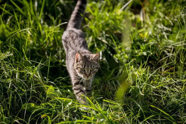 Gri kedi çayırda yürüyor.