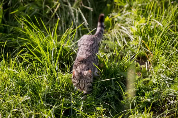 Gri kedi çayırda yürüyor.