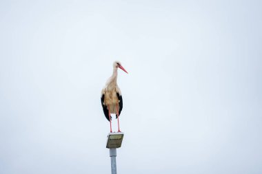 Seçici odak fotoğrafı. Beyaz leylek kuşu, Ciconia ciconia fener direğinde.