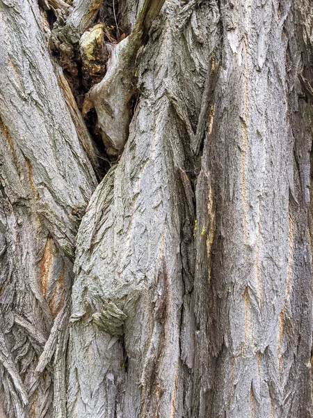 Eski Ağaç Arkaplan Üzerinde Tam Çerçeve Kabuk Dokusu — Stok fotoğraf