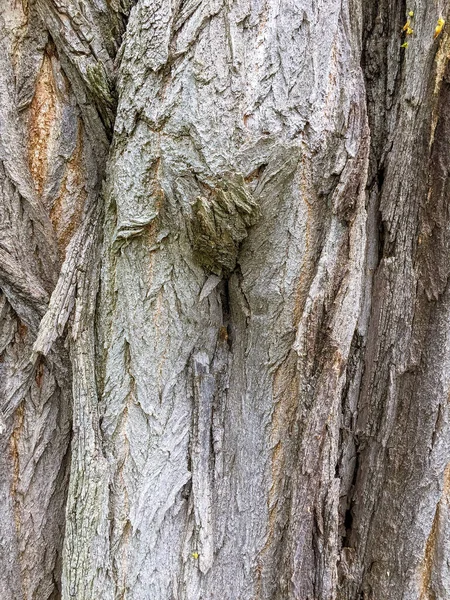 古い木のフルフレーム樹皮のテクスチャ背景 — ストック写真