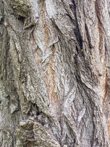 Full Frame Φλοιό Υφή Παλιό Δέντρο Φόντο — Φωτογραφία Αρχείου
