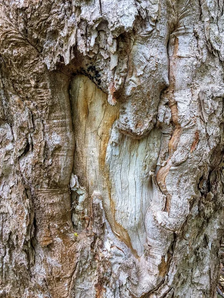 Eski Ağaç Arkaplan Üzerinde Tam Çerçeve Kabuk Dokusu — Stok fotoğraf