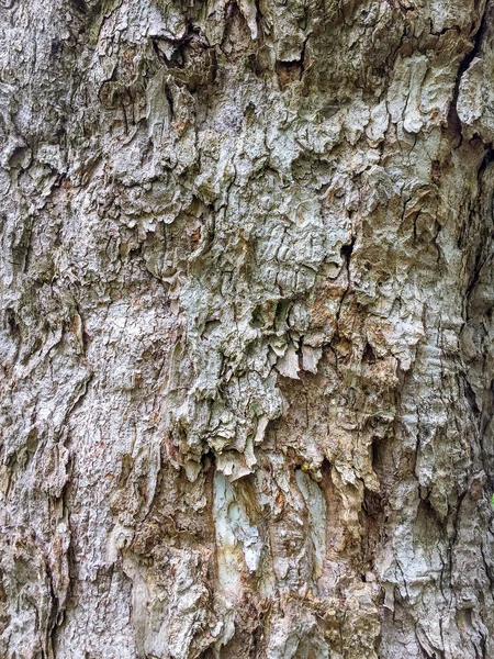 나무에 모양의 나무껍질 — 스톡 사진