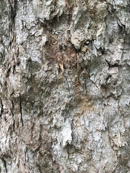 나무에 모양의 나무껍질 — 스톡 사진