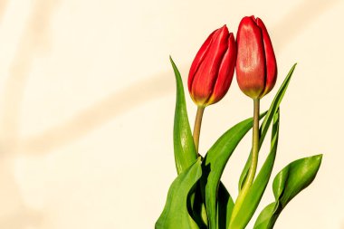 İki taze kırmızı lale Sevgililer Günü 'nde birbirine aşık çiftler gibi kıvrılır. Hafif bir arkaplanda nesne, metin veya grafikler için boşluk.