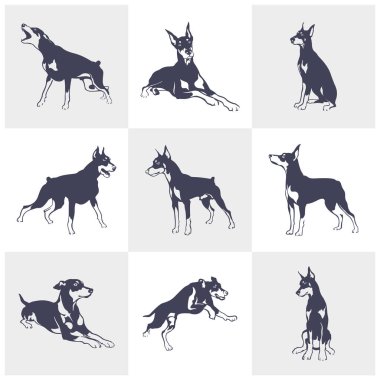 Doberman Dog logo tasarım vektörü seti. Şablon İllüstrasyonu. Simge Sembolü