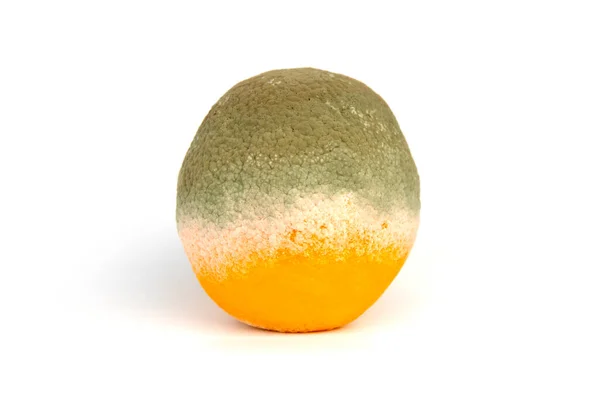 Penicillium Muffa Che Cresce Arancio Dolce Citrus Sinensis — Foto Stock