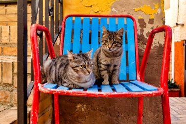 European Shorthair stray cats on a red chair (felix Catus), Pianella, Italy
