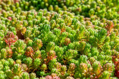 Kıllı bir Stonecrop 'un (Sedum hirsutum