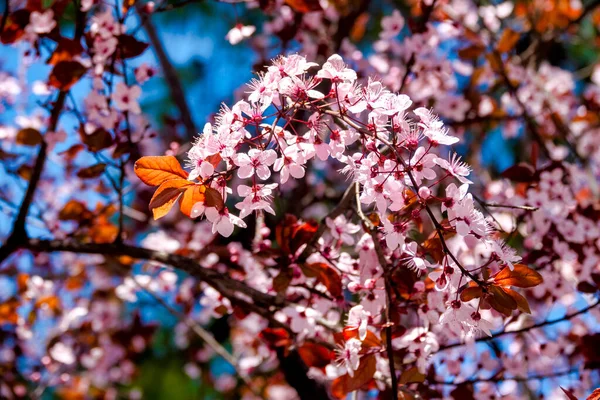 Close Some Cherry Plum Prunus Cerasifera Flowers — Stock Photo, Image