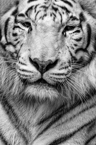 Czarno Biały Biały Tygrys Panthera Tigris Tigris Portret — Zdjęcie stockowe