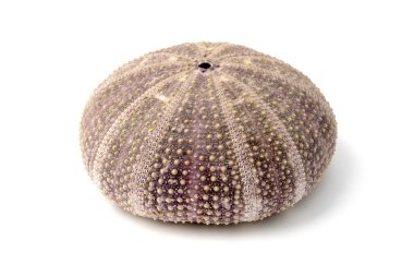 Beyaz arka planda bir deniz kestanesi (Paracentrotus lividus) testi