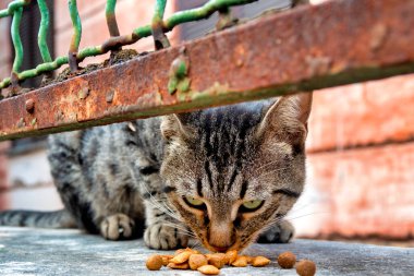 Garbatella bölgesinde başıboş kedi, Roma, İtalya