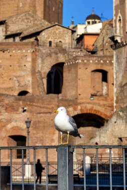 Trajan Forumu önünde sarı bacaklı martı (Larus michahellis), Roma, İtalya