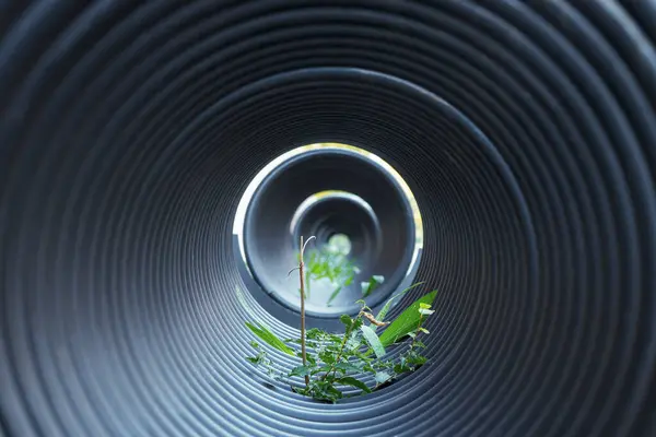 stock image A small plant growing inside a spiral bike rack   