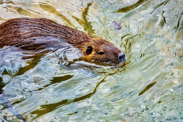 stock image Nutria (Myocastor coypus) in the river Topino, Foligno, Italy