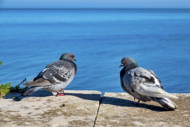 Trani, İtalya 'da Denize Karşı İki Güvercin