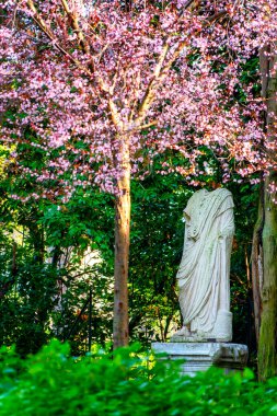 Roman Statue Under Cherry Blossoms clipart