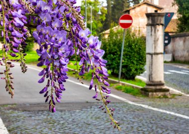 Via di Porta Latina ve Via di Porta San Sebastiano 'nun çatalında açan Wisteria sinensis çiçekleri Roma, Lazio, İtalya.