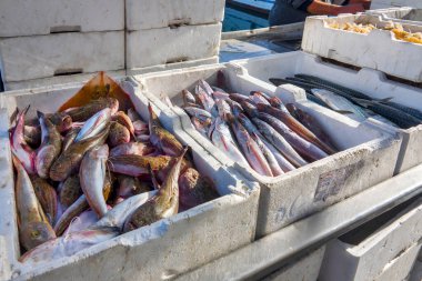İtalya 'daki Porto di Trani' de taze balık satılıyor.