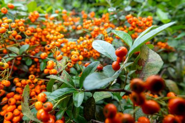 Kırmızı bir Firethorn 'un (Pyracantha coccinea) yakın plan portakal meyvesi kümeleri