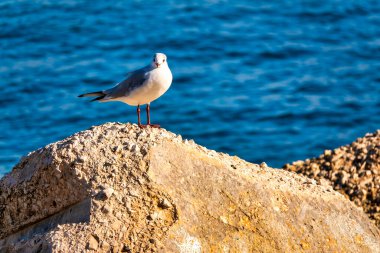 Bir martı İtalya 'nın Bari kentinde, Imperatore Lungomare Augusto' ya tünedi..