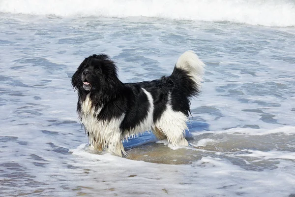 Schwarz Weißer Neufundlandhund Steht Meer Und Sieht Sehr Glücklich Aus lizenzfreie Stockbilder