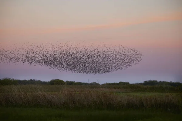 Flock Starlings Flying Formation Creates Black Sun Flying Pastelcolored Sky Fotos De Stock