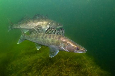 Bir grup tatlı su balığı Pikeperch (Sander lucioperca) güzel temiz bir paundda. Zander 'ın sualtı görüntüsü. Vahşi yaşam hayvanı. Doğa habitatında turna balığı güzel bir arka planı var.. 