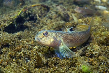 Round Goby 'nin (Neogobius melanostomus) güzel temiz nehirdeki yakın çekimi. Tuna Nehri 'nde sualtı çekimi. Vahşi yaşam hayvanı. İstilacı türler. Doğa habitatında güzel bir geçmişi var..