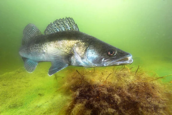 Freshwater Fish Pikeperch Sander Lucioperca Beautiful Clean Pound Underwater Shot — Stock Photo, Image