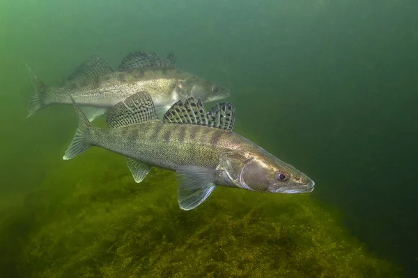 Een Groep Zoetwatervissen Pikebaars Sander Lucioperca Het Prachtige Schone Pond — Stockfoto