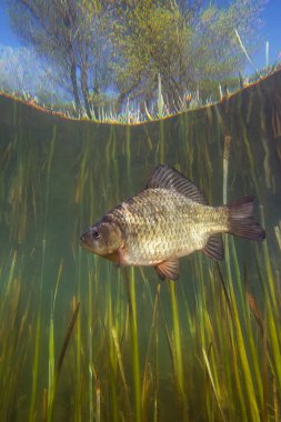 Crucian sazan balığının sualtı fotoğrafı. Tatlı su balığı Crucian sazan balığı (Carassius carassius) temiz bir pound 'da. Vahşi yaşam hayvanı. Güzel bir geçmişi olan su altı yaşam alanı..