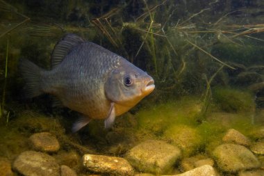 Crucian sazan balığının sualtı fotoğrafı. Tatlı su balığı Crucian sazan balığı (Carassius carassius) temiz bir pound 'da. Vahşi yaşam hayvanı. Güzel bir geçmişi olan su altı yaşam alanı..