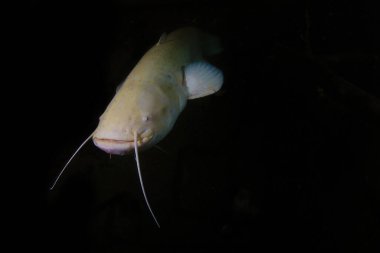 Gece dalışı sırasında Albino Wels 'in sualtı fotoğrafçılığı. Gölde nadir bulunan albino yayın balığı. Altın Silurus bezi. Tatlı suda sualtı fotoğrafçılığı. Albino Catfish (Silurus Glanis).