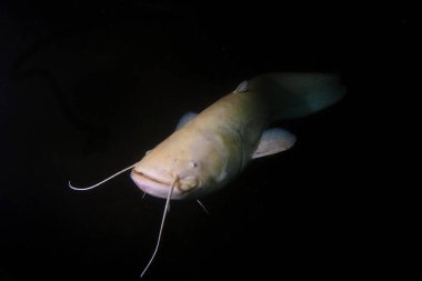 Gece dalışı sırasında Albino Wels 'in sualtı fotoğrafçılığı. Gölde nadir bulunan albino yayın balığı. Altın Silurus bezi. Tatlı suda sualtı fotoğrafçılığı. Albino Catfish (Silurus Glanis).