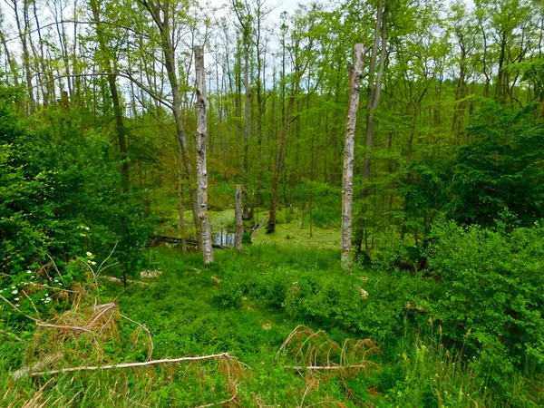 Zona Pantanosa Uckermark — Foto de Stock